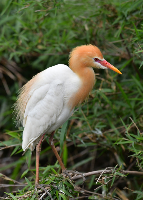アマサギ7043