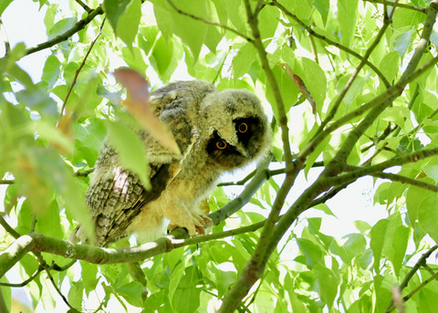 トラフズクのヒナ③9389