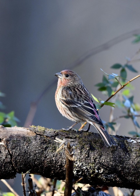 オオマシコ♀9554