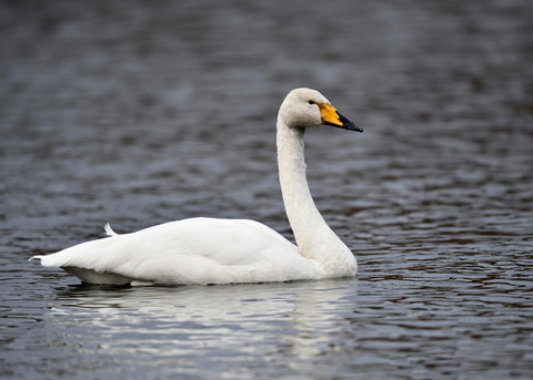 オオハクチョウ7570