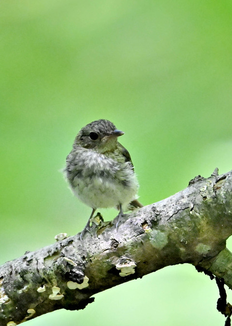キビタキ幼鳥8613