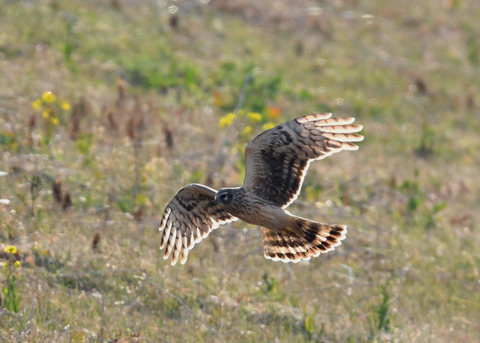 ハイイロチュウヒ♀4036
