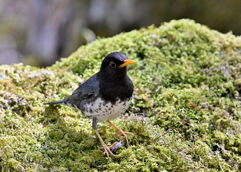 クロツグミ♂5890