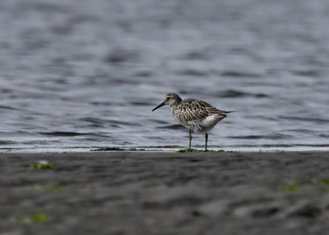 オバシギ幼鳥4610