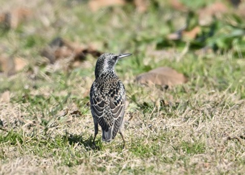 ホシムクドリ5752