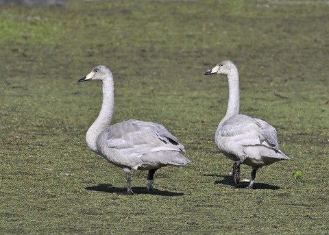 オオハクチョウ幼鳥3843