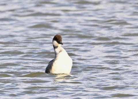 ミコアイサ♀1300