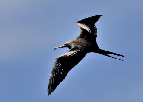 オオグンカンドリ2424