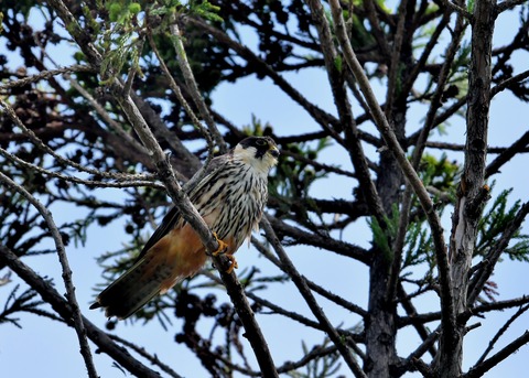 チゴハヤブサ0880