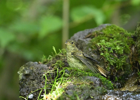 キビタキ幼鳥0929