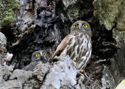 アオバズクのヒナ8626