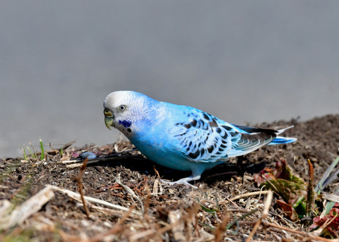 セキセイインコ6428