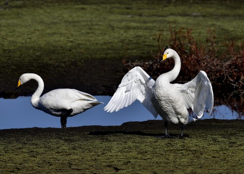オオハクチョウ7964