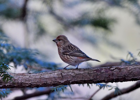 オオマシコ♀4780