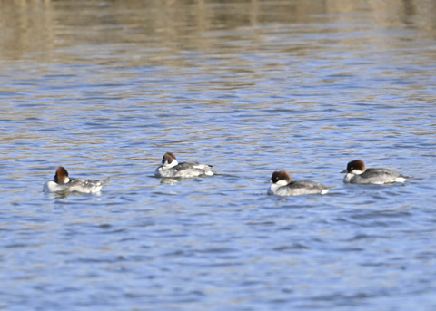 ミコアイサ♀5409