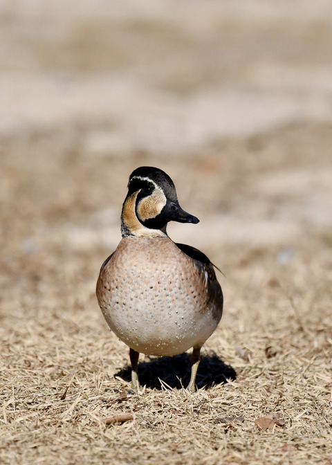 トモエガモ♂1418◎