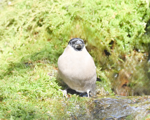 ウソ♀2335