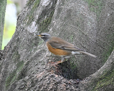 マミチャジナイ2335