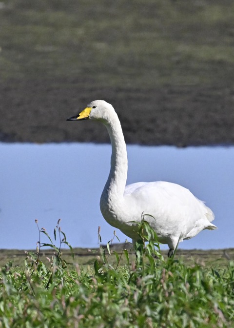オオハクチョウ2642