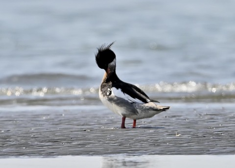 ウミアイサ♂6382