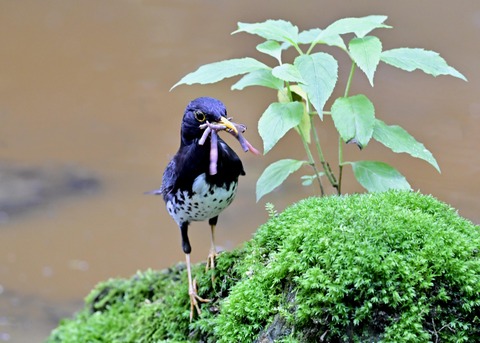 クロツグミ♂8511