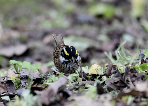 キマユホオジロ♂3600