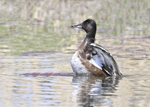 アカハジロ♀4056