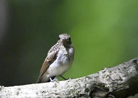 キビタキ幼鳥4449