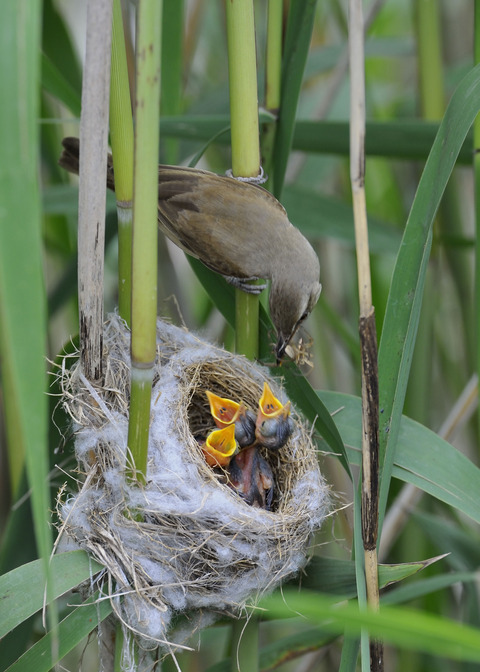 オオヨシキリのひな6349◎