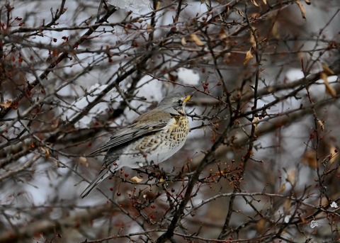 ノハラツグミ1416