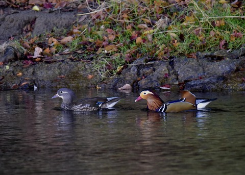 オシドリのペアー8563