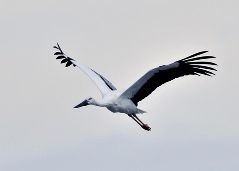 飛ぶ・コウノトリ3405