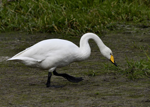 オオハクチョウ3498