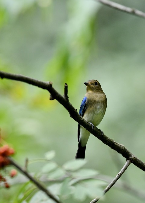 オオルリ♂若鳥0544