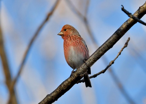 オオマシコ♀5563