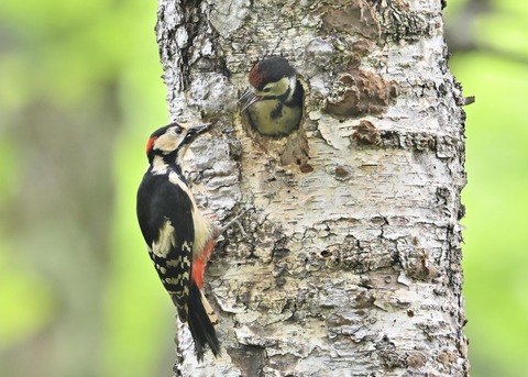 アカゲラ♂とヒナ5005