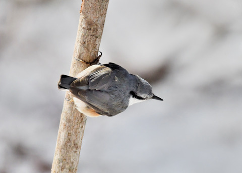 ゴ゛ュウカラ4120