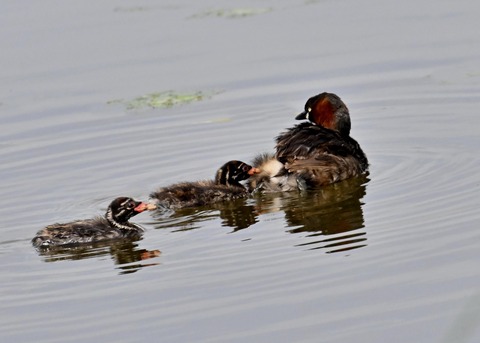 カイツブリ親子3075