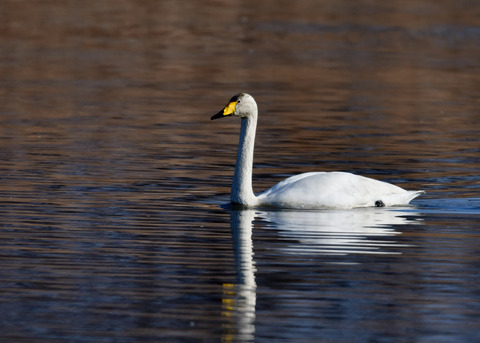 オオハクチョウ9677