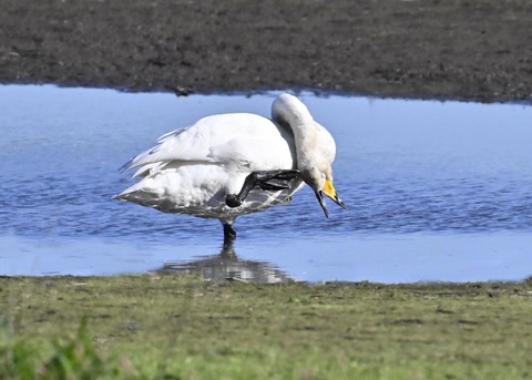 オオハクチョウ2661