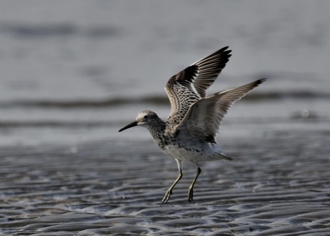 飛ぶ・オバシギ幼鳥4143