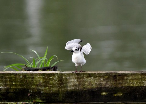 クロハラアジサシ幼鳥3038