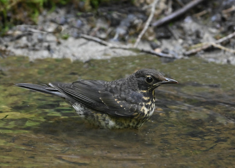 クロツグミ♂幼鳥0628