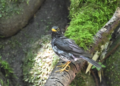 クロツグミ♂4466