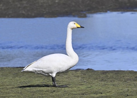 オオハクチョウ2739