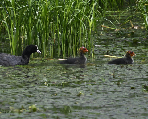 オオバンの親子6131