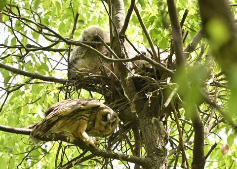 トラフズク♀2753