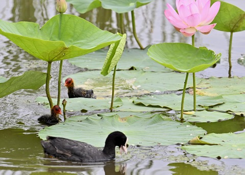 オオバン親子7246