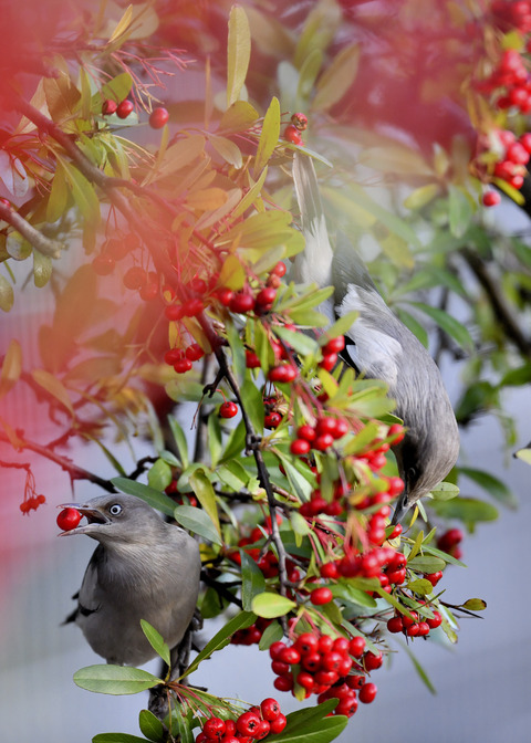 カラムクドリ1313