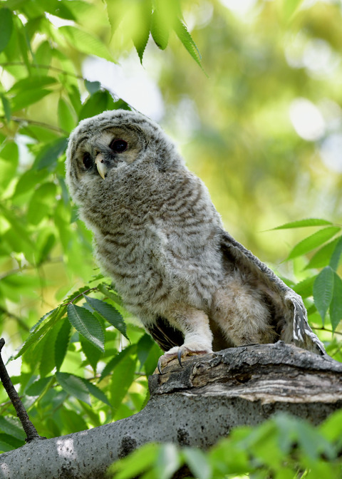 フクロウのヒナ0967